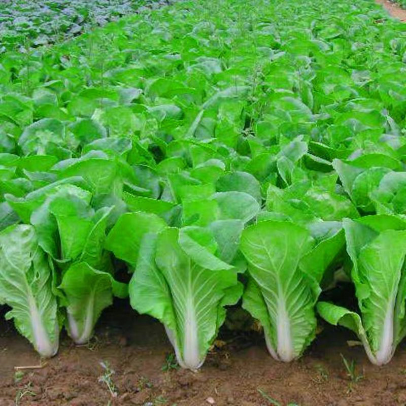 快菜种子四季速生小白菜籽农家菜园蔬菜种子阳台种菜盆栽青菜