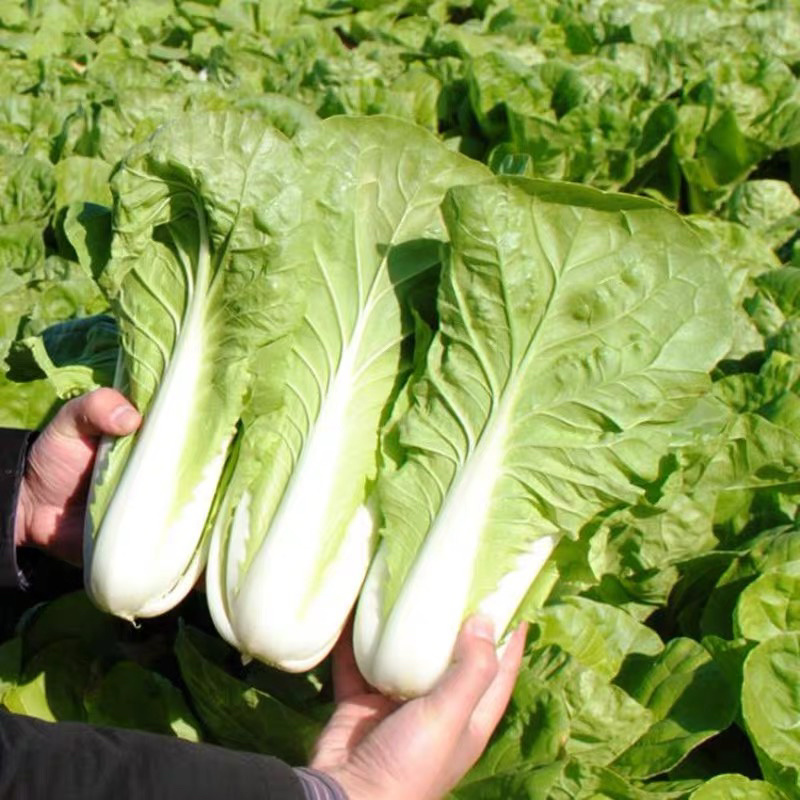 快菜种子四季速生小白菜籽农家菜园蔬菜种子阳台种菜盆栽青菜