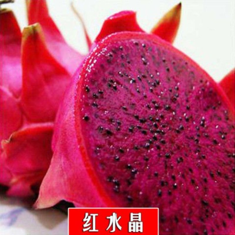 红心火龙果苗、白心火龙果苗、燕窝火龙果苗，基地直销