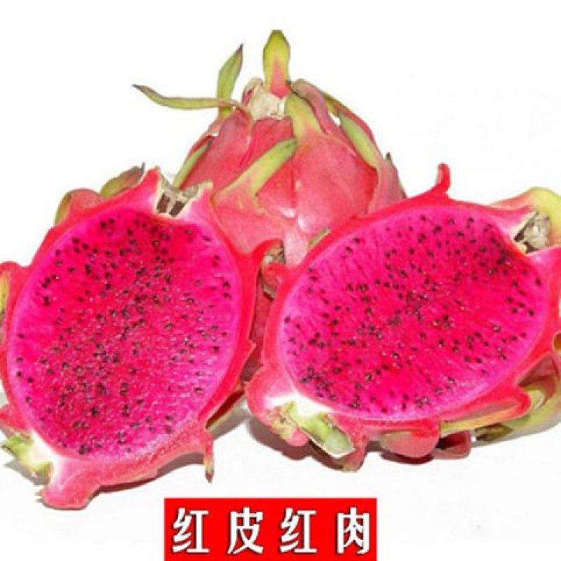 红心火龙果苗、白心火龙果苗、燕窝火龙果苗，基地直销