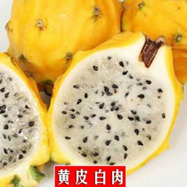 红心火龙果苗、白心火龙果苗、燕窝火龙果苗，基地直销
