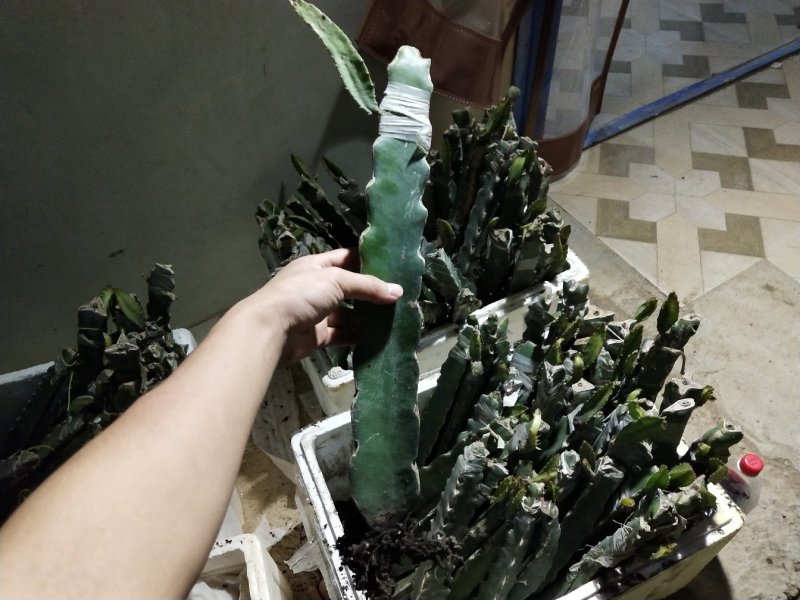 红心火龙果苗、白心火龙果苗、燕窝火龙果苗，基地直销