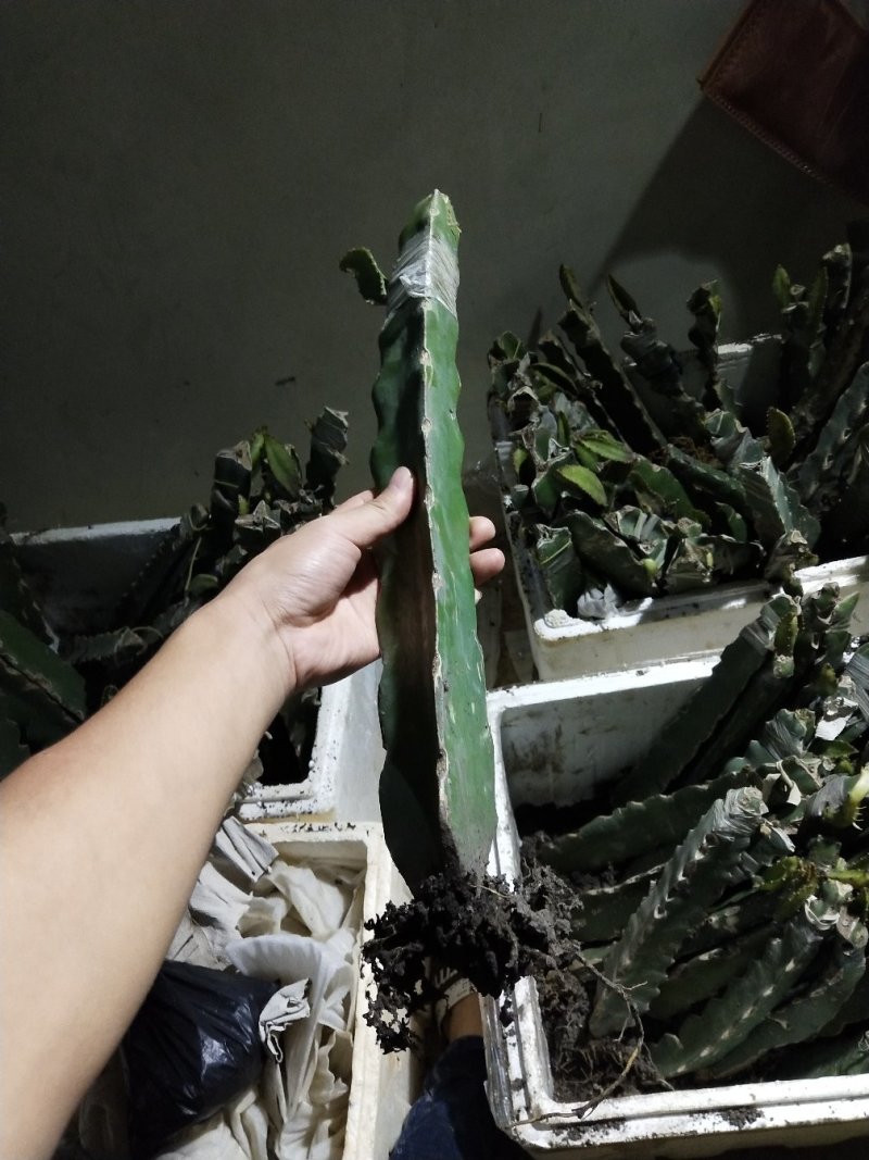 红心火龙果苗、白心火龙果苗、燕窝火龙果苗，基地直销