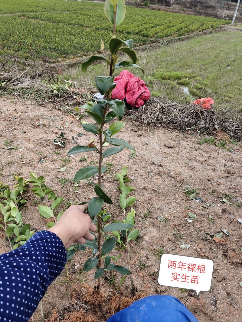 攸县湘林油茶苗1到2年实生苗