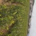 攸县湘林油茶苗1到2年实生苗