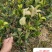 攸县湘林油茶苗1到2年实生苗