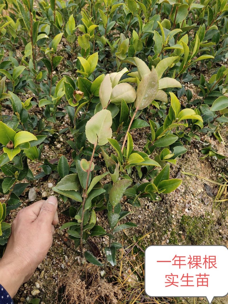攸县湘林油茶苗1到2年实生苗
