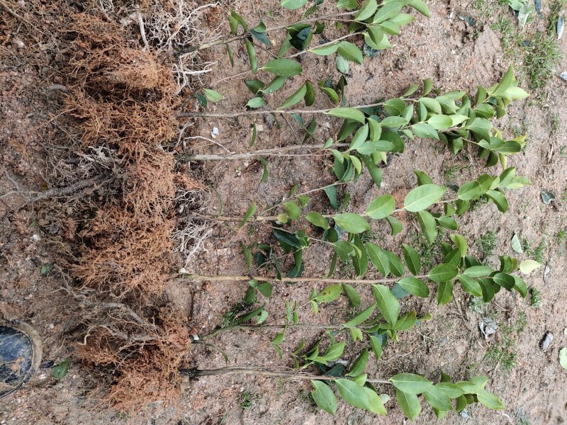 攸县湘林油茶苗1到2年实生苗