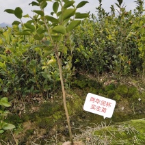 攸县湘林油茶苗1到2年实生苗