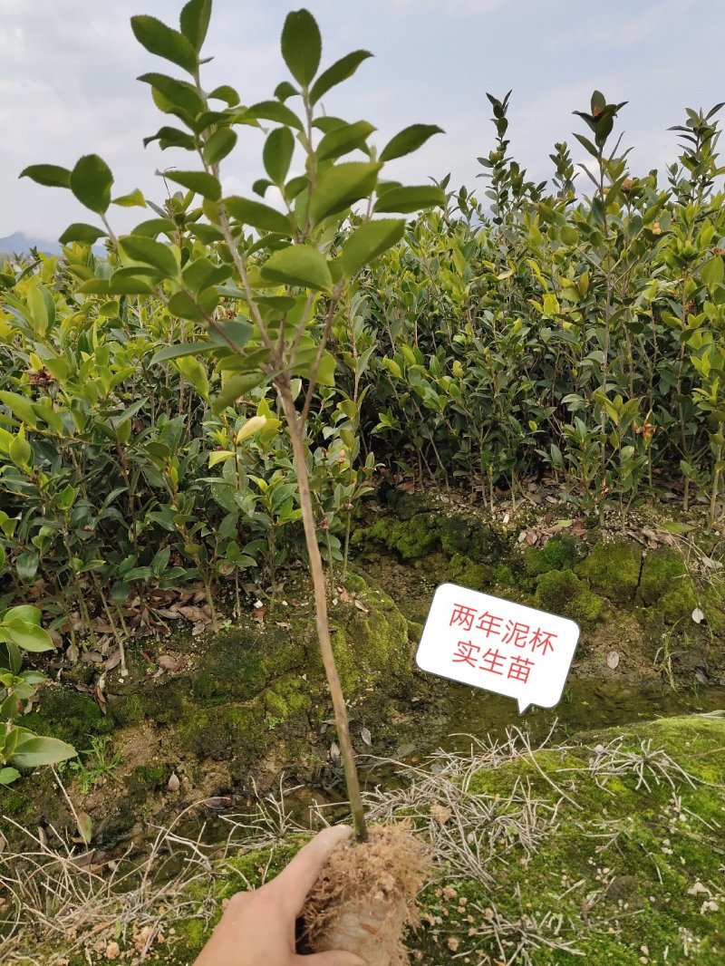 攸县湘林油茶苗1到2年实生苗