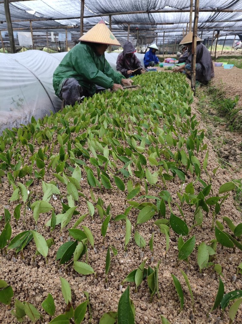 攸县湘林210系列良种嫁接油茶一年生裸根苗杯苗