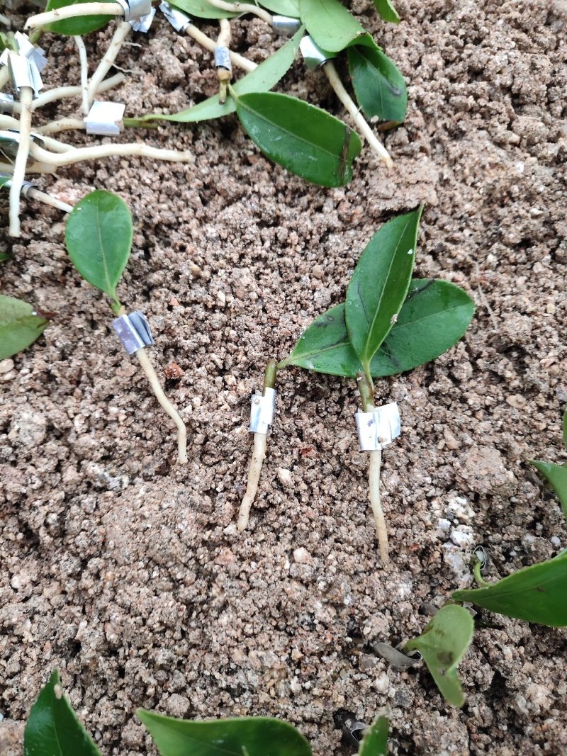 攸县湘林210系列良种嫁接油茶一年生裸根苗杯苗