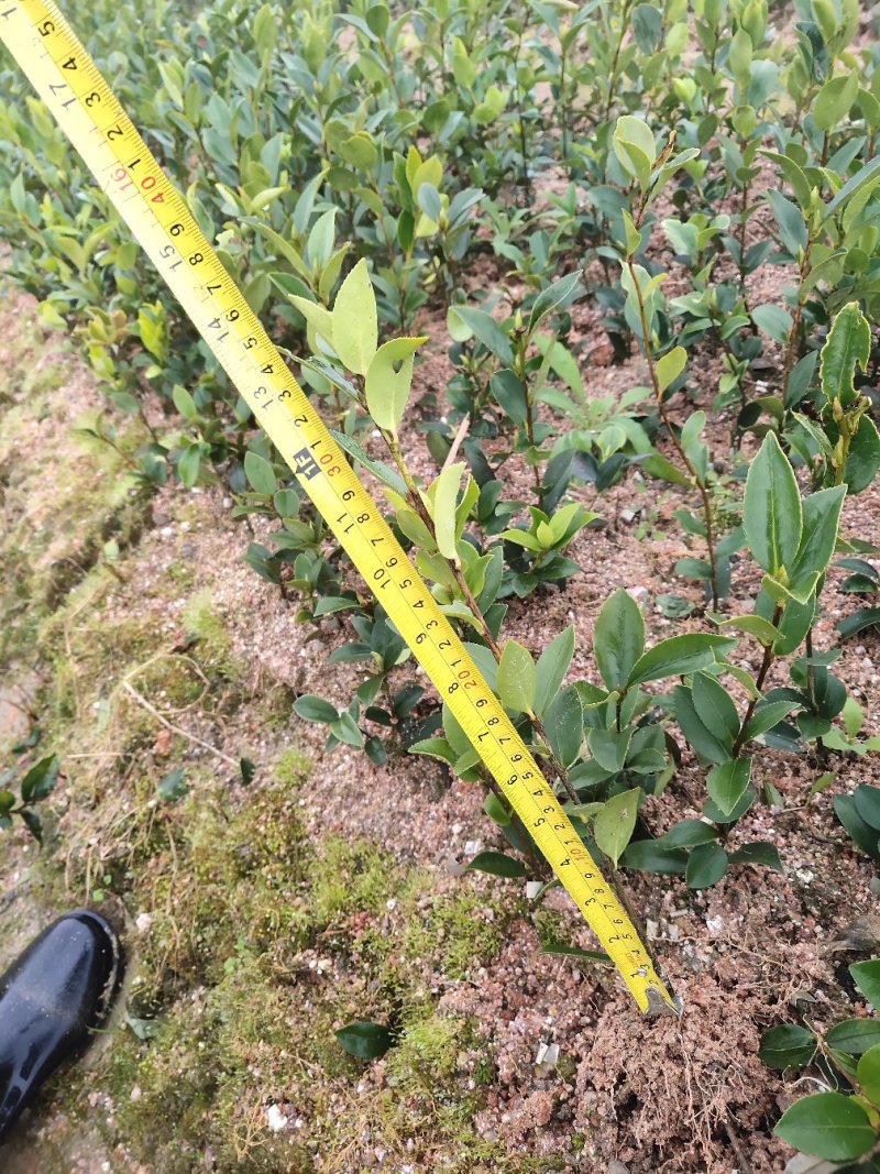 攸县湘林210系列良种嫁接油茶一年生裸根苗杯苗