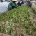攸县湘林油茶苗1到2年实生苗