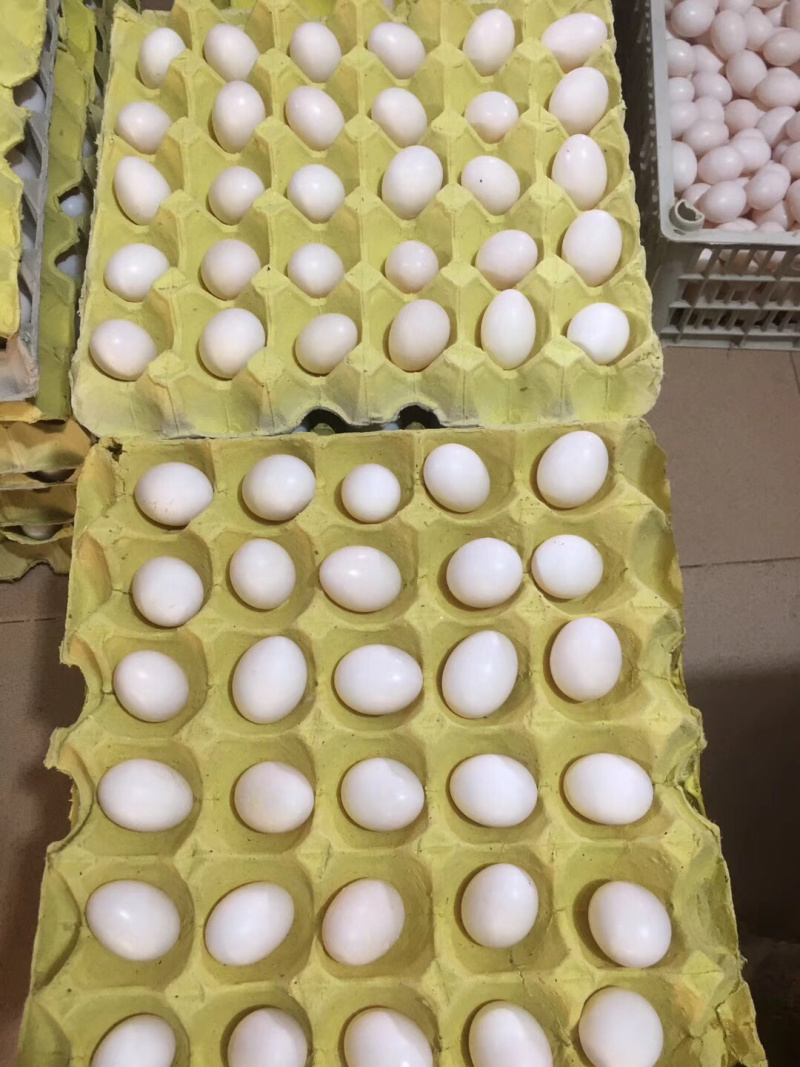 双母鸽子蛋无受精无孵化