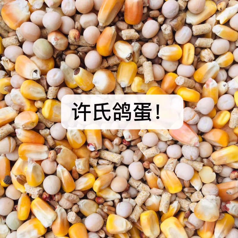 双母鸽子蛋无受精无孵化