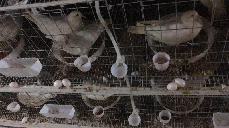双母鸽子蛋无受精无孵化
