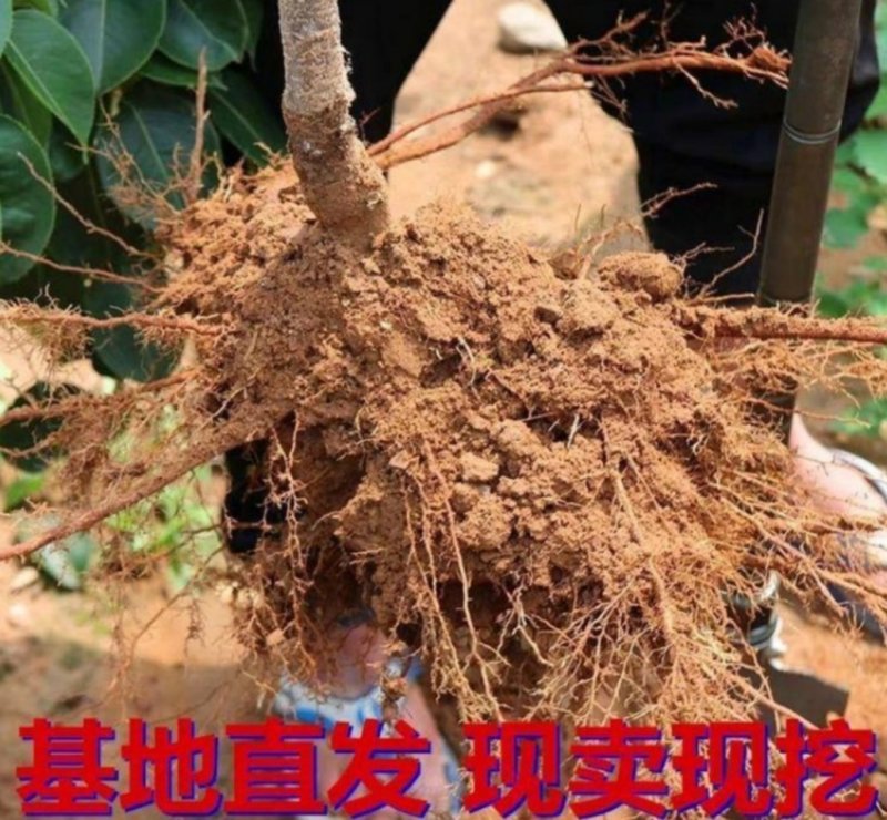 红富士苹果苗嫁接苗果大脆甜根系发达易成活包邮