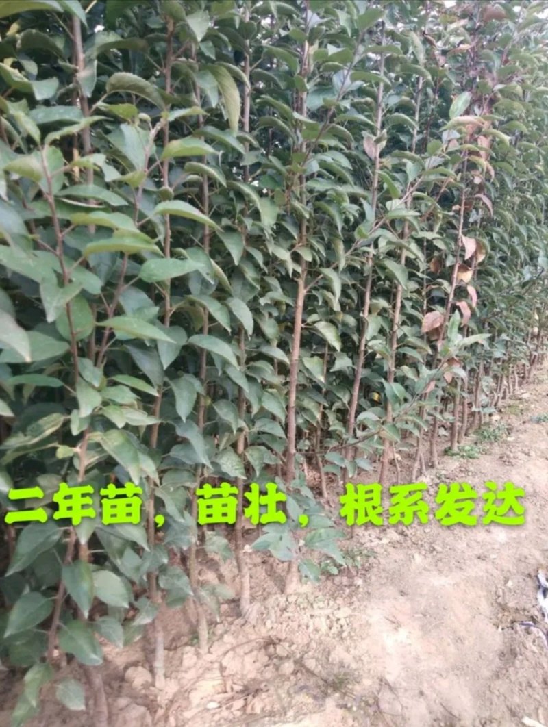 红富士苹果苗嫁接苗果大脆甜根系发达易成活包邮