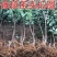 红富士苹果苗嫁接苗果大脆甜根系发达易成活包邮