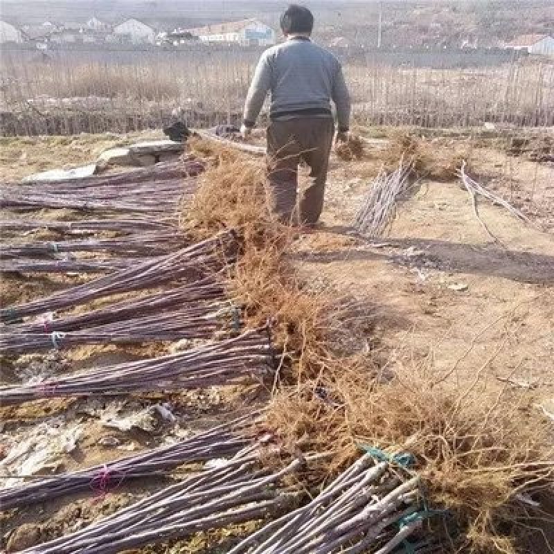 红富士苹果苗嫁接苗果大脆甜根系发达易成活包邮