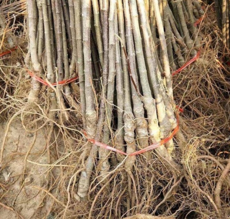 红富士苹果苗嫁接苗果大脆甜根系发达易成活包邮