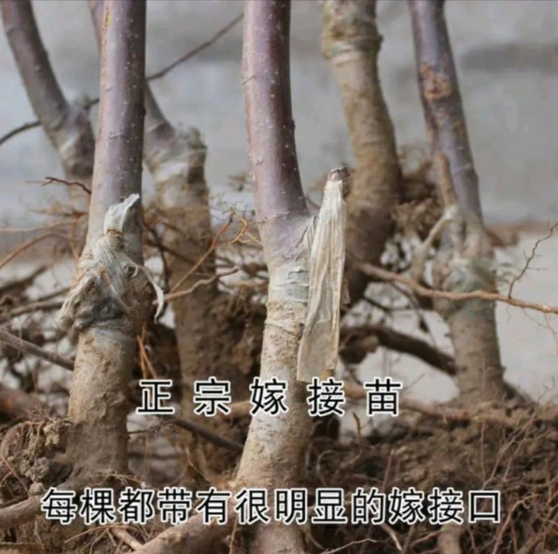 红富士苹果苗嫁接苗果大脆甜根系发达易成活包邮