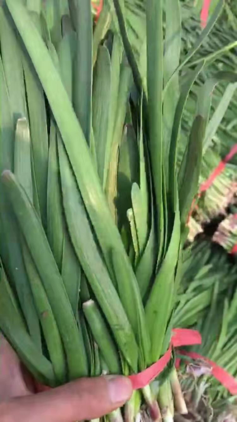 陆地头刀小捆红根韭菜，大量上市，量大从优，