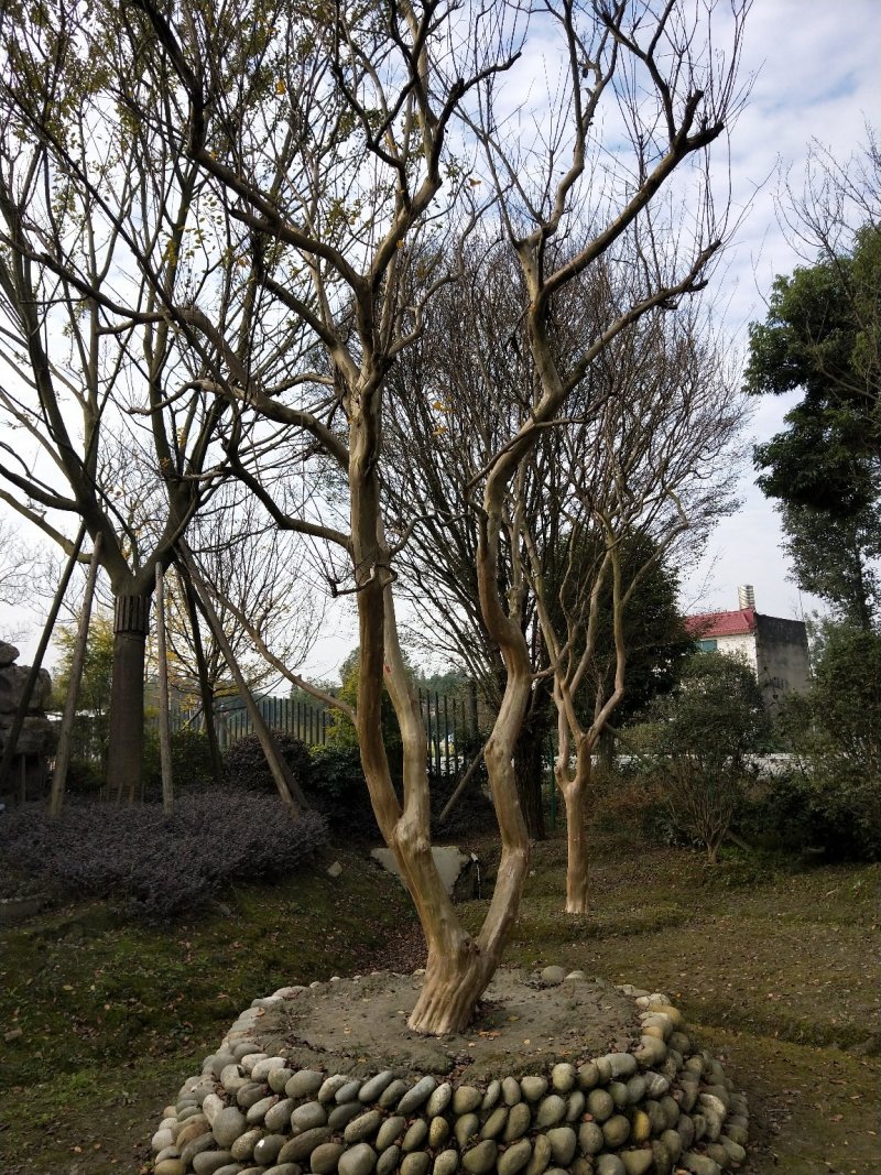 紫薇