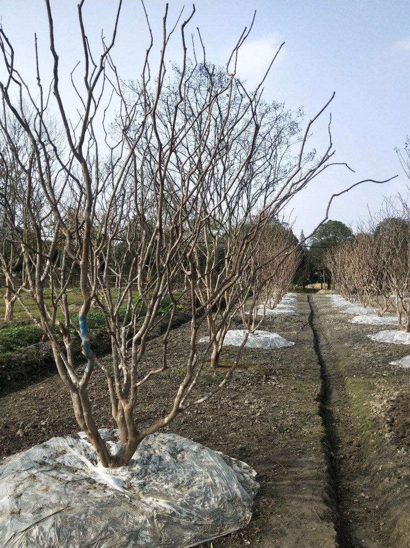 紫薇