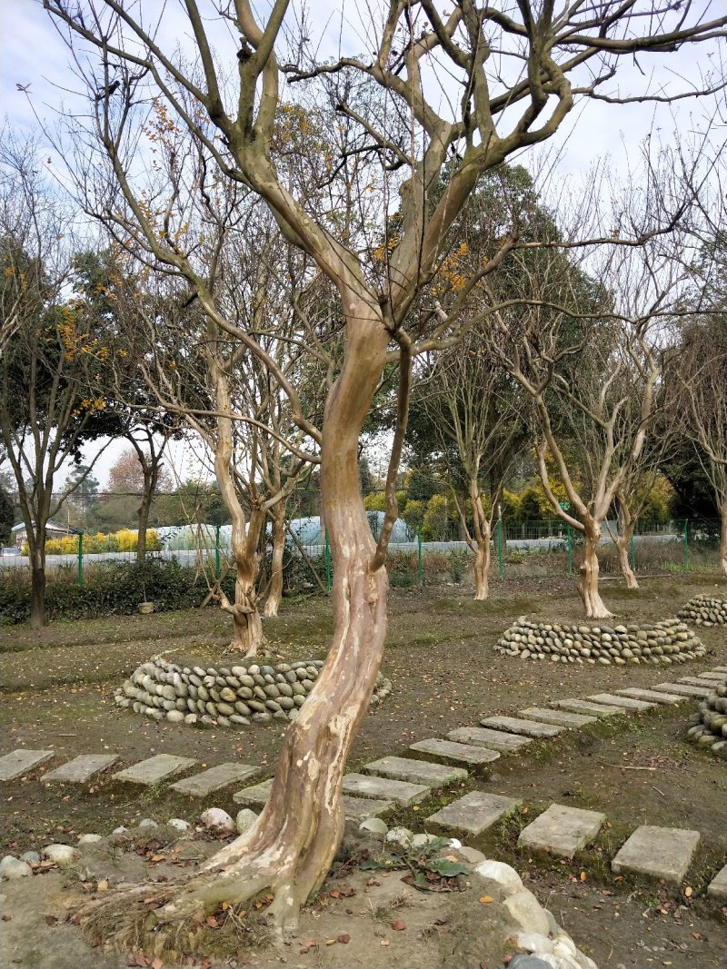 紫薇