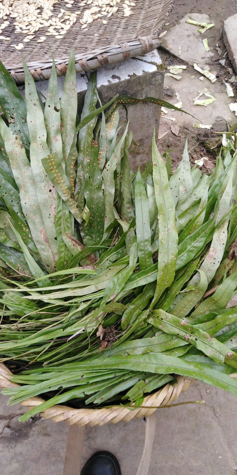 野生化石草～量不太多自己山林里挖出来的