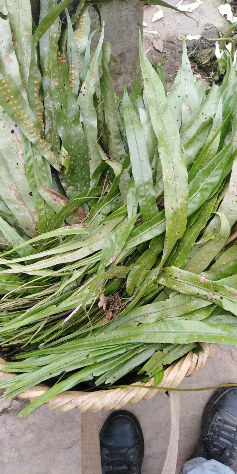 野生化石草～量不太多自己山林里挖出来的