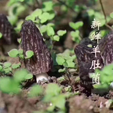 羊肚菌新鲜，羊肚菌新鲜产地直销，诚招代理