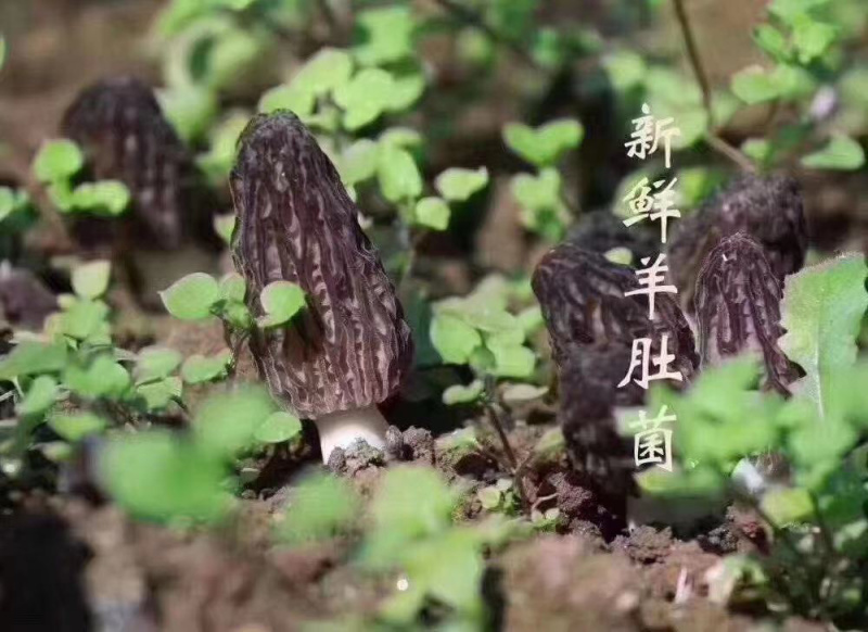 羊肚菌新鲜，羊肚菌新鲜产地直销，诚招代理