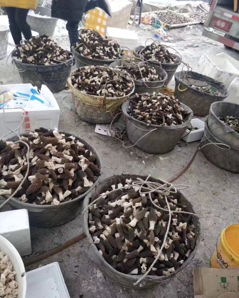 羊肚菌新鲜，羊肚菌新鲜产地直销，诚招代理