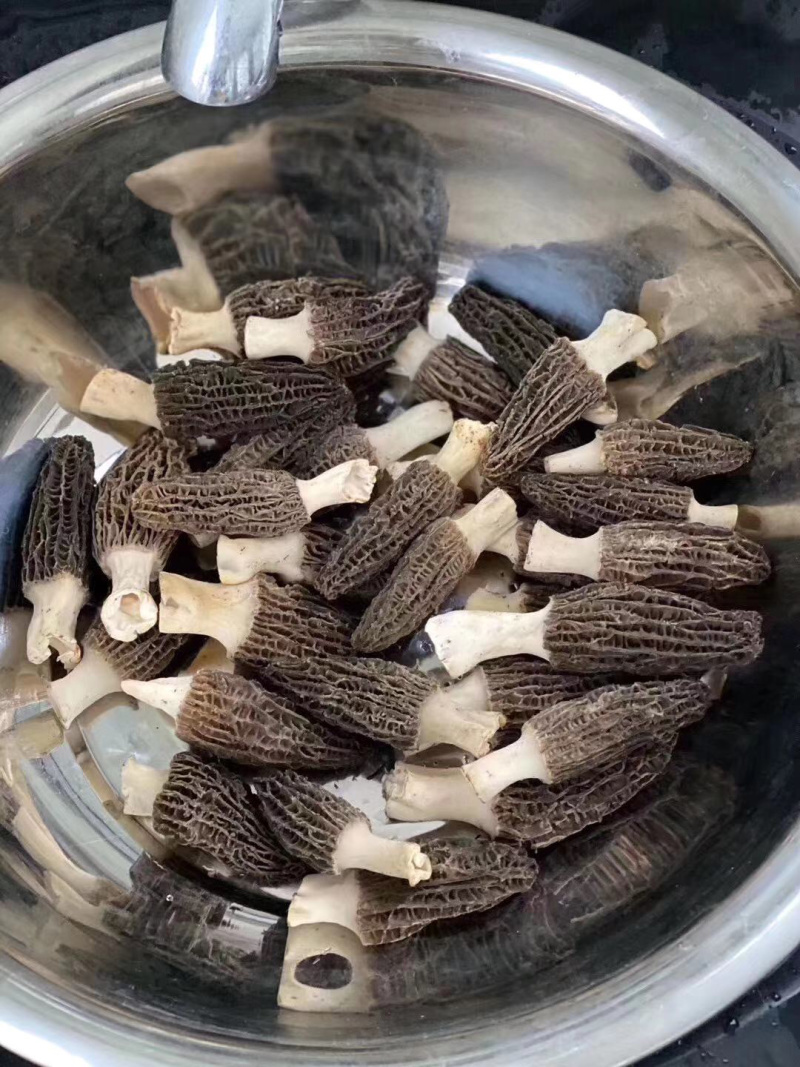 羊肚菌新鲜，羊肚菌新鲜产地直销，诚招代理