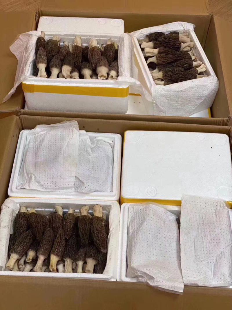 羊肚菌新鲜，羊肚菌新鲜产地直销，诚招代理