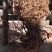 映山红10~15cm
