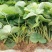 脱毒甜查理草莓苗预定生产苗