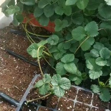 脱毒甜查理草莓苗预定生产苗