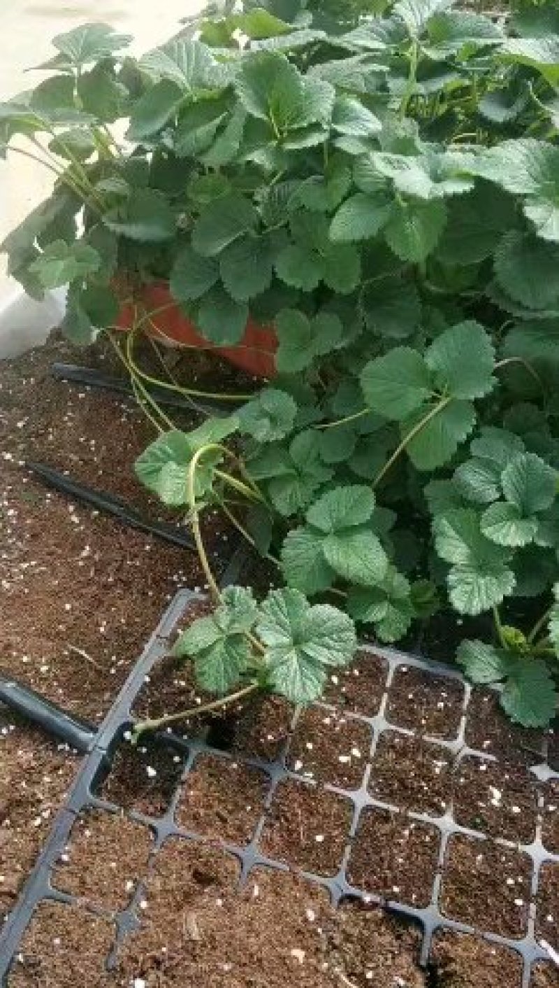 脱毒甜查理草莓苗预定生产苗