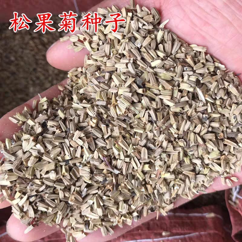 松果菊花种子四季种易活花籽多年生耐阴耐寒紫松果菊园林绿化