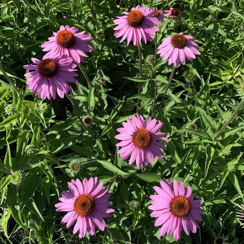 松果菊花种子四季种易活花籽多年生耐阴耐寒紫松果菊园林绿化