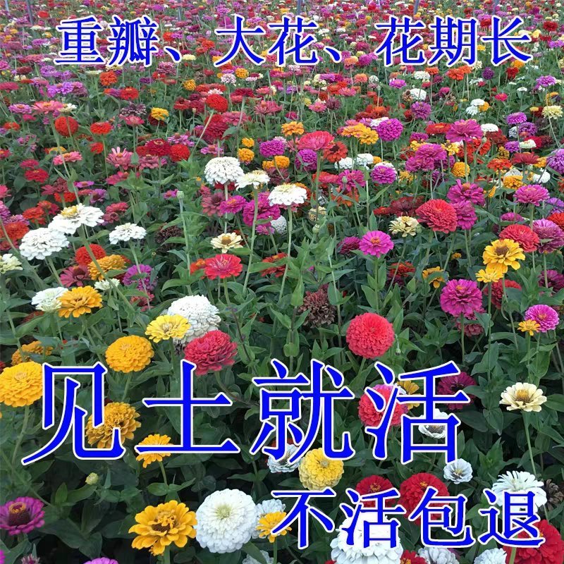 观花种子金盏菊种子金盏花耐寒花种子景观绿化庭院阳台盆栽草