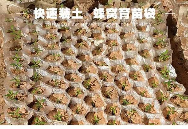 PE连体蜂窝育苗袋快速装土蜂窝状育苗容器育苗袋
