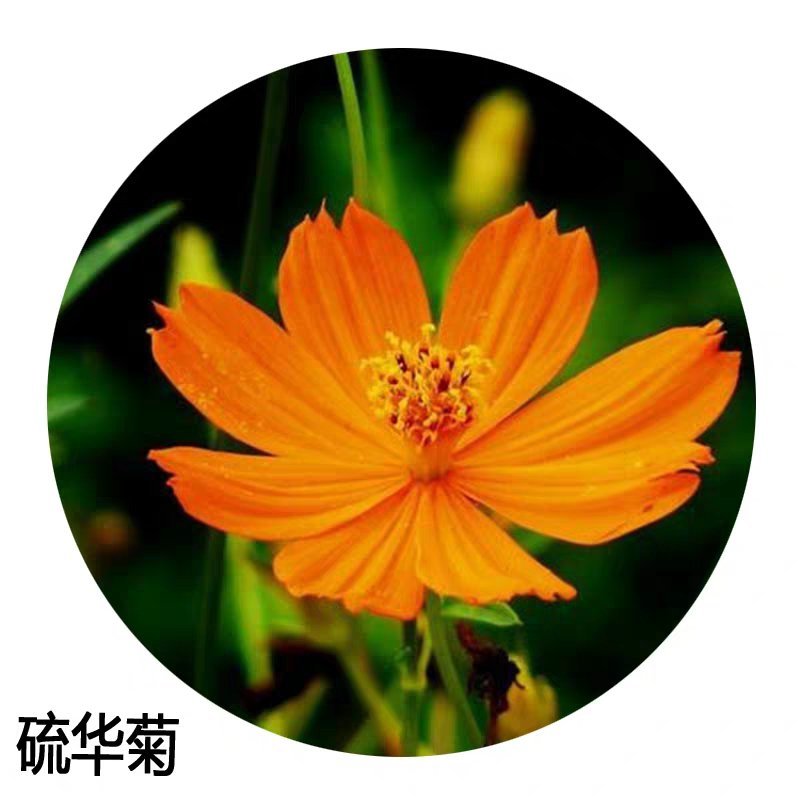 硫化菊种子黄波斯菊花种子黄秋英花籽硫华菊种子四季易种