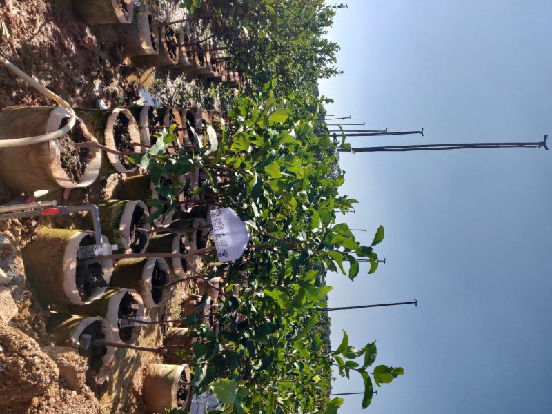 黑糖芭比黑珍珠莲雾嫁接袋苗量多价优批发福建漳州