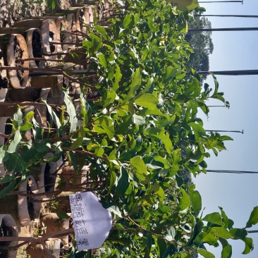 黑糖芭比黑珍珠莲雾嫁接袋苗量多价优批发福建漳州