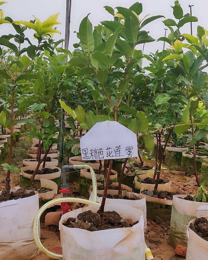 黑糖芭比黑珍珠莲雾嫁接袋苗量多价优批发福建漳州